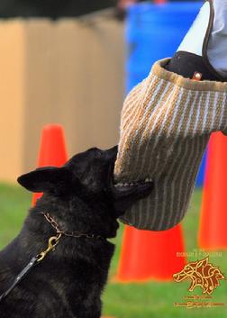 Dutch Shepherd puppies for sale at Cher Car Kennels