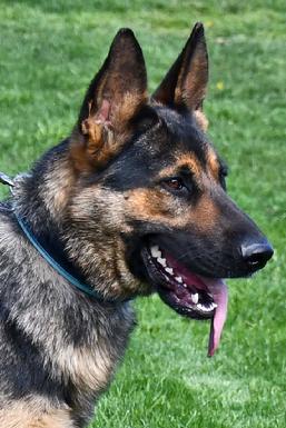 German Shepherd puppies for sale at Cher Car Kennels