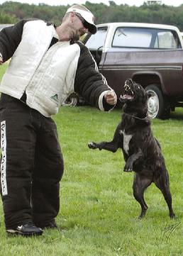 Snap took 5th place in a class of 46 dogs, despite not having trained for 3 months prior due to maternity duties.