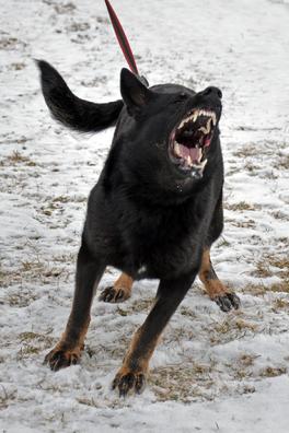German Shepherd "Nyx" at Cher Car Kennels