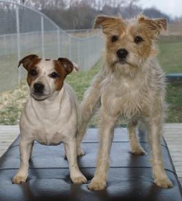 Parson Jack Russell Terriers at Cher Car Kennels
