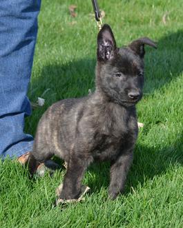 Dutch Shepherds from Cher Car Kennels