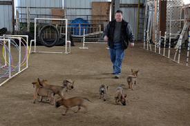 Belgian Malinois puppies for sale at Cher Car Kennels