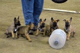 Belgian Malinois puppies for sale at Cher Car Kennels