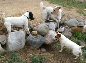 Jack Russell Terriers hunting