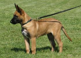 Belgian Malinois Puppy