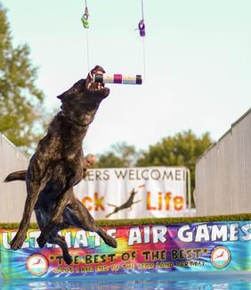 Dutch Shepherd puppies for sale at Cher Car Kennels