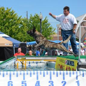 Cheryl Carlson with her award winning Dutch Shepherd "Becker" (breeder/handler/owner trained)