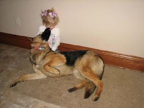 German Shepherd from Cher Car Kennels