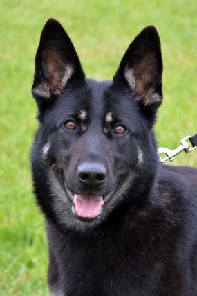 German Shepherd for sale at Cher Car Kennels