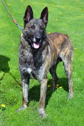 Dutch Shepherd CH "Vinnie" at Cher Car Kennels in St. Johns, Michigan