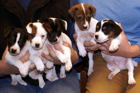 Jack Russell Terrier puppies