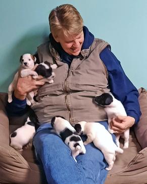 Parson Russell Terrier puppies for sale at Cher Car Kennels