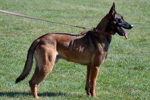 Belgian Malinois at Cher Car Kennels