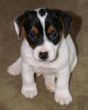 Parson Jack Russell Terrier puppies for sale at Cher Car Kennels