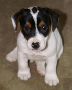 parsons terrier puppy