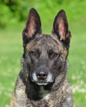 Dutch Shepherd CH "Becker" at Cher Car Kennels in St. Johns, Michigan
