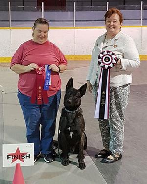 Dutch Shepherd service dog "Hunter"