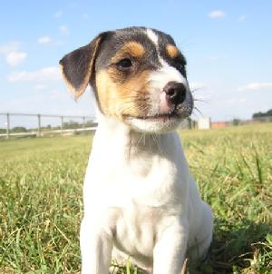 Cher Car Kennels Jack Russell Terrier