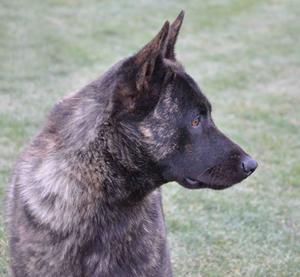 Dutch Shepherd CH "Lothar" at Cher Car Kennels