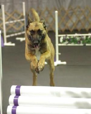 Belgian Malinois "Mako" at Cher Car Kennels
