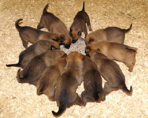 Belgian Malinois puppies