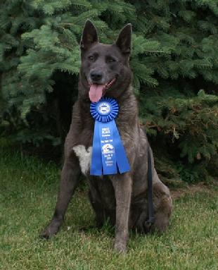 Cher Car Kennels Dutch Shepherd Dog Rush