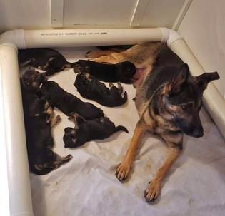 German Shepherd puppies for sale at Cher Car Kennels