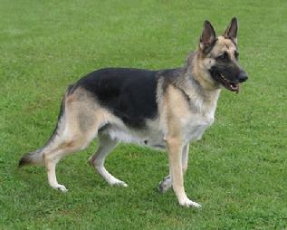 Cher Car Kennels German Shepherd Dog Venus