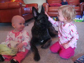 Dutch Shepherd bred by Cher Car Kennels