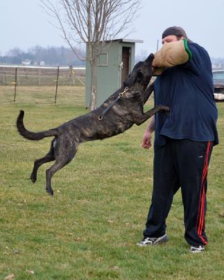 ROM-XX AN UCD UAGI URO3 UJJ GRCH Cher Car's Snap Decision BH CSAU CGC (UKC TOP 10 -2008, 2010, 2012) was the first Dutch Shepherd in the world titled in the four UKC venues of obedience, agility, rally and conformation.