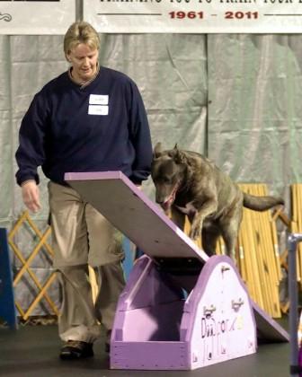 Dutch Shepherd "Rush" at Cher Car Kennels in St. Johns, Michigan
