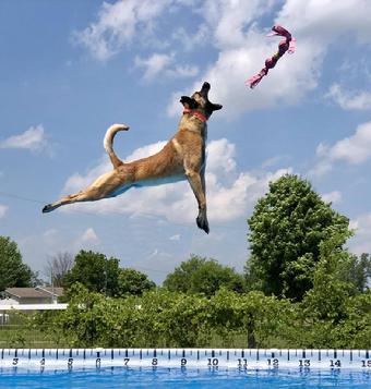 Belgian Malinois puppies for sale at Cher Car Kennels