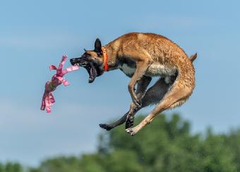 Belgian Malinois puppies for sale at Cher Car Kennels