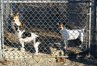 Welsh Corgi, Jack Russell Terriers