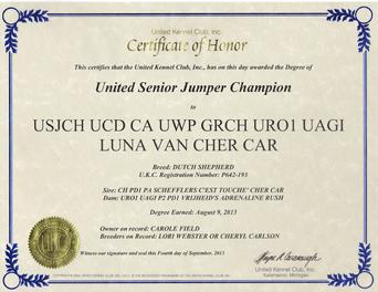 Dutch Shepherd RBIMBS GRCH "Luna" at Cher Car Kennels