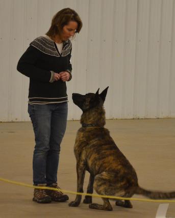 Dutch Shepherd CH "Vinnie" at Cher Car Kennels in St. Johns, Michigan