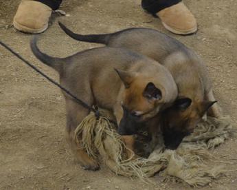 Belgian Malinois puppies for sale at Cher Car Kennels