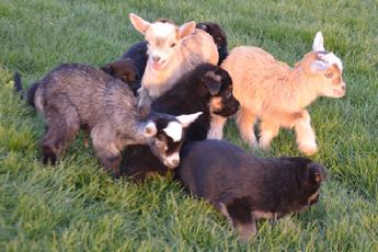 German Shepherd puppy with baby goat