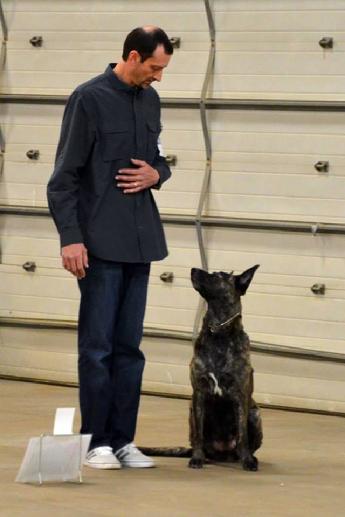 Dutch Shepherd RBIMBS GRCH "Luna" at Cher Car Kennels