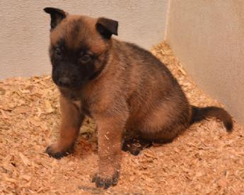 Belgian Malinois puppies for sale at Cher Car Kennels