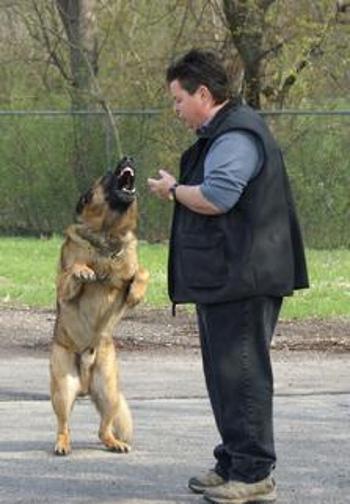 Dog Bite Prevention
