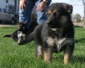 German Shepherd puppies for sale at Cher Car Kennels