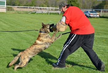 Protection training for the family pet at Cher Car Kennels
