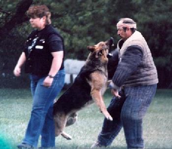 Sebastian performing the "Defense of Handler" in French Ring Sport with then NARA Decoy of the Year Paul Cipparone