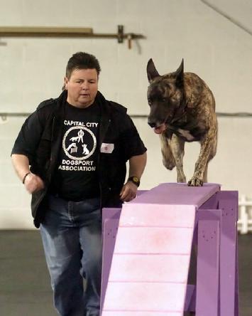 Cheryl Carlson with her award winning Dutch Shepherd "Becker" (breeder/handler/owner trained)