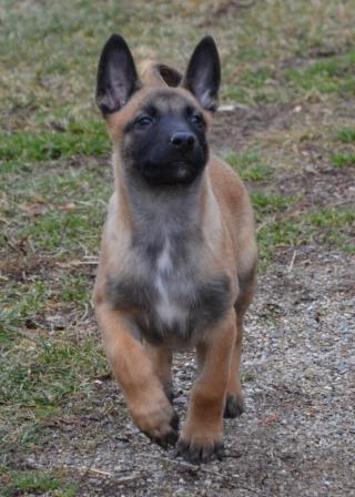 Belgian Malinois puppy for sale at Cher Car Kennels