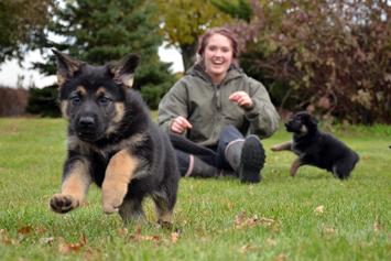 German Shepherd puppies for sale at Cher Car Kennels