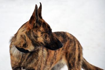 Dutch Shepherd puppies for sale at Cher Car Kennels