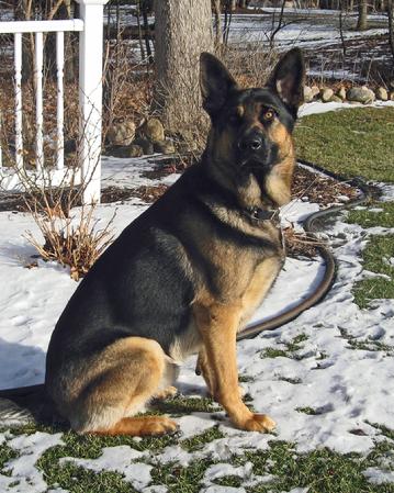 Police Service Dog bred by Cher Car Kennels